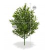 138103uv buxus boeket 25 maat