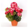 pelargonie 35cm zihana