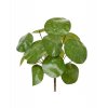 29384 umela rostlina pilea 25cm