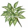 Dieffenbachia 45cm bez