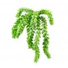 401803 donkey tail vetplant boeket 30cm 2