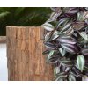 202610 tradescantia hangplant 100 paars close up 1 1 3