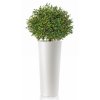 Boxwood Topiary h 135 cm Ø 60 cm Green V5564002