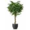 Longifolia Mini Riviera 220 cm Green V1089015