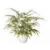 Bamboo Japanese Bush 60 cm Variegated 1054V01