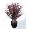 Yucca Linearis Bush 80 cm Burgundy 4233B01