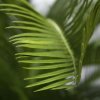 180105 cycas palm 50 close up 1 2 1