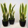 Sanseveria Trifasciata w pot 40 cm Green Yellow 5607GYE