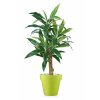 53152 cordyline plant 120 cm variegated 5416004