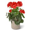 Geranium boeket 38 uv rood 444103UVRD 4