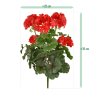 Geranium boeket 38 uv rood 444103UVRD 5