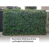 Hedera klimop real look echte hedera klimop