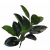 ficus elastica 60 cm green 5426grn