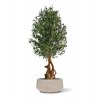 135615 Olijfbonsai Kunstboom Deluxe 150cm Baq Raindrop Bowl Beige 55cm 2