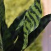 141107gr sanseveria 70 cm groen close up 3