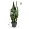 141107gr sanseveria 70 cm groen maat 2