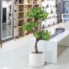 ginkgo bonsai kunstboom 150 cm 154315 11