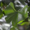 154315 ginkgo bonsai 150 close up 3