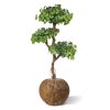 ginkgo bonsai kunstboom 150 cm 154315 3