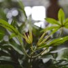 153206 acer bonsai 60 groen close up 2