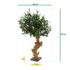 olijf bonsai deluxe 60cm op voet 135006 6