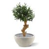 olijf bonsai deluxe 60cm op voet 135006 4