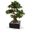 108007 panda bonsai 70 montana 33 shiny black