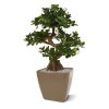 panda bonsai 70 cm op voet 108007 5