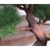 151807 pinus bonsai deluxe 80 op voet close up 2