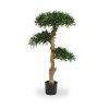 150412 podocarpus bonsai 110 pp