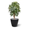 schefflera kunstplant 65 cm op voet 130306 3 2