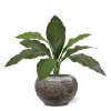 Anthurium Jungle King boeket 60 151006 2 1