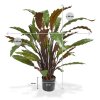 152106 calathea groen rood 60 100 maat 2