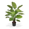 440306 calathea makoyana 60 1