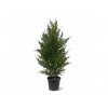 Umelá rastlina Cyprus Thuja (50cm) -v kvetináči