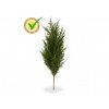 Umelá rastlina Cyprus Thuja (56cm) - UV