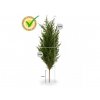 Umelá rastlina Cyprus Thuja (56cm) - UV