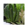 Umelá rastlina Euphorbia Mini (20cm)