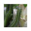 Umelá rastlina Euphorbia Mini (20cm)