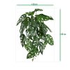 207003 Monstera Adansonii 30 size