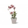 Umelá rastlina orchidea Spider (50cm) - burgundy