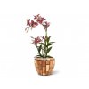 Umelá rastlina orchidea Spider (50cm) - burgundy