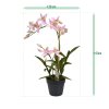 Spider Orchidee 50 roze 443405RS 5 1