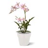 Spider Orchidee 50 roze 443405RS 3 1