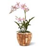 Spider Orchidee 50 roze 443405RS 2 1