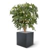 Schefflera 80 cm kunstplant 130109 5