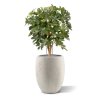 Schefflera 80 cm kunstplant 130109 3