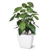 syngonium deluxe kunstplant 85 cm 151285 5