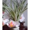 404202 tillandsia steker 20 cm arr 2 1 3