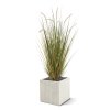 AnyConv.com 411810 Pennisetum grasplant 100 5 1